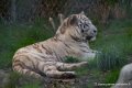 tigre-blanc-d750_5821