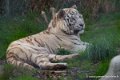 tigre-blanc-d750_5822