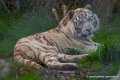 tigre-blanc-d750_5823