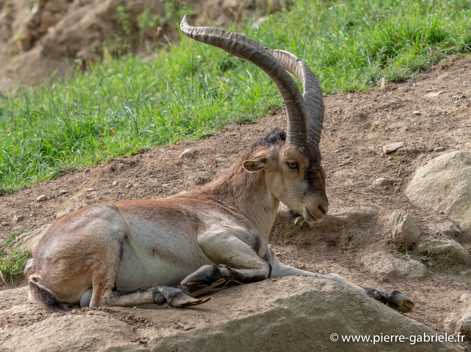 bouquetin-desalpes-g91_4089.jpg