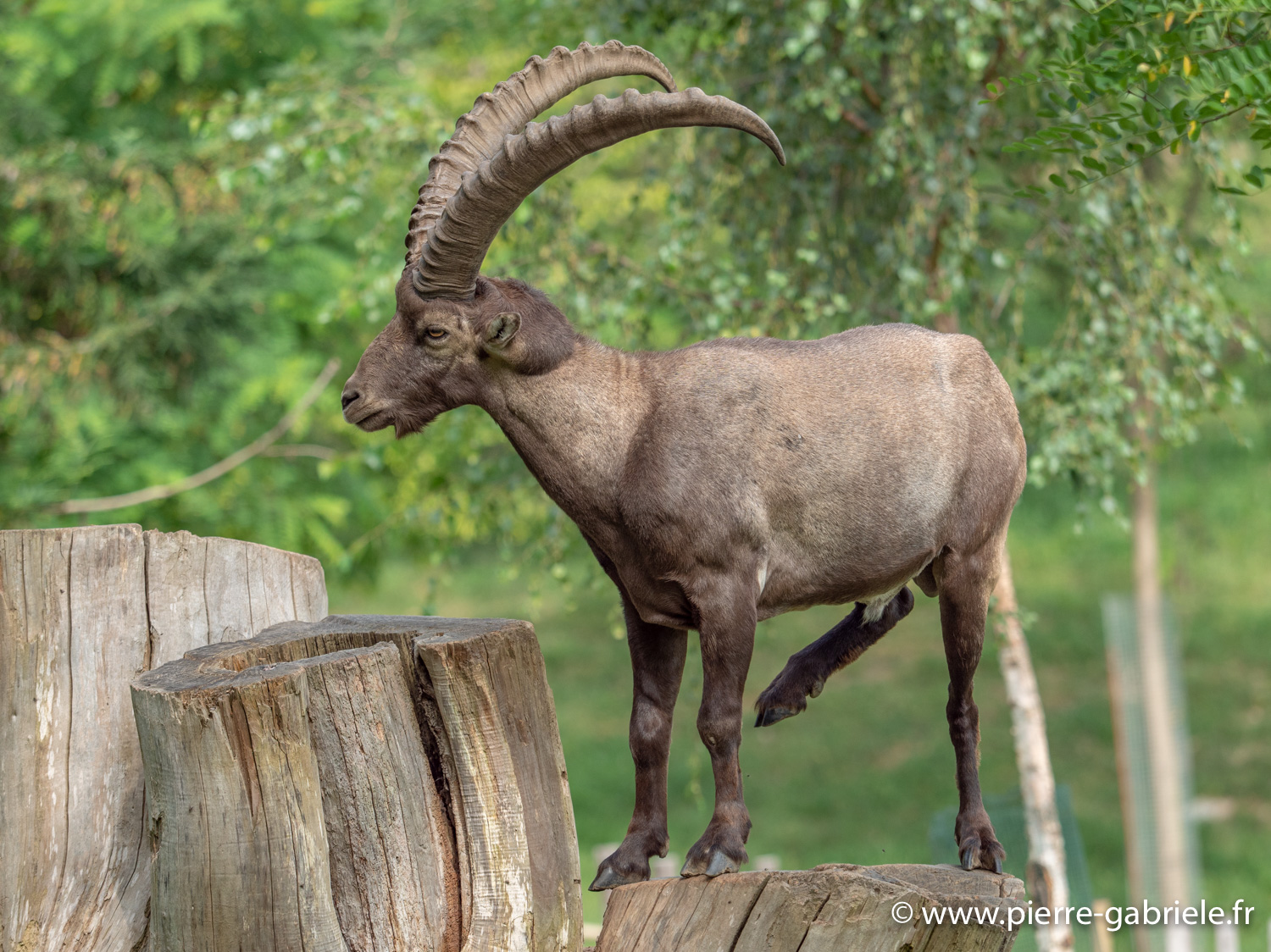 bouquetin-desalpes-g91_4091.jpg
