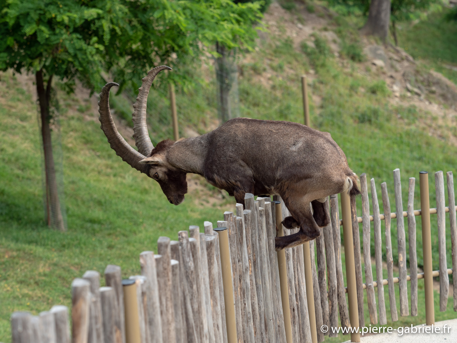 bouquetin-desalpes-g91_4097.jpg
