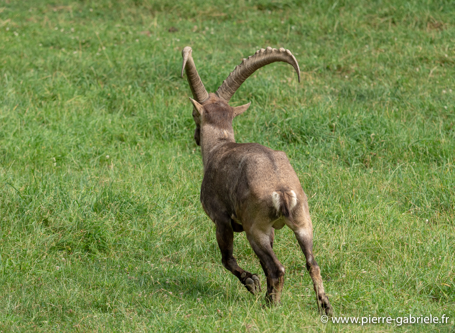 bouquetin-desalpes-g91_4099.jpg