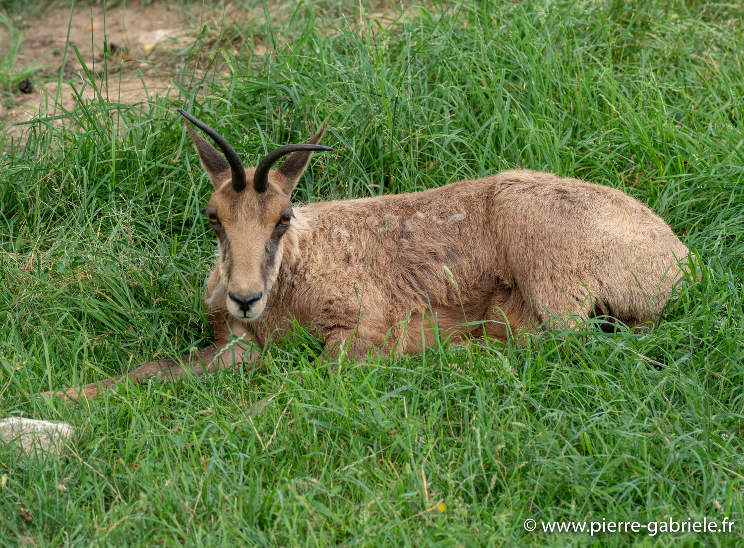 bouquetin-desalpes-g92_5283.jpg