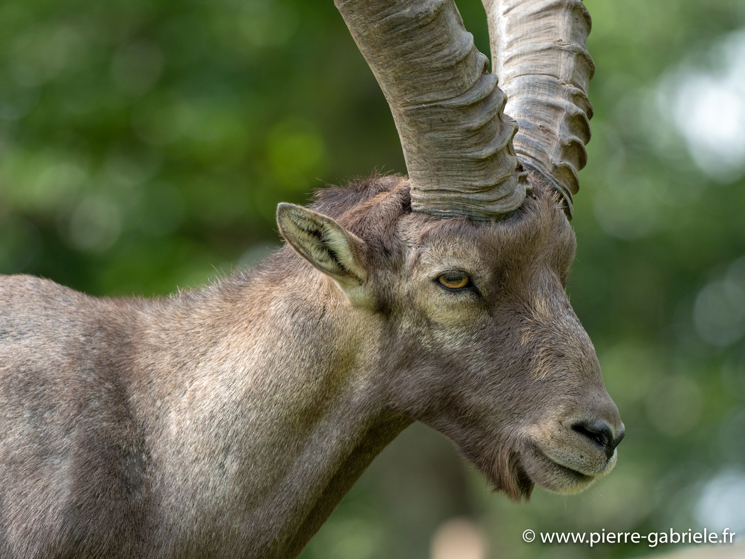 bouquetin-desalpes-g92_5284.jpg