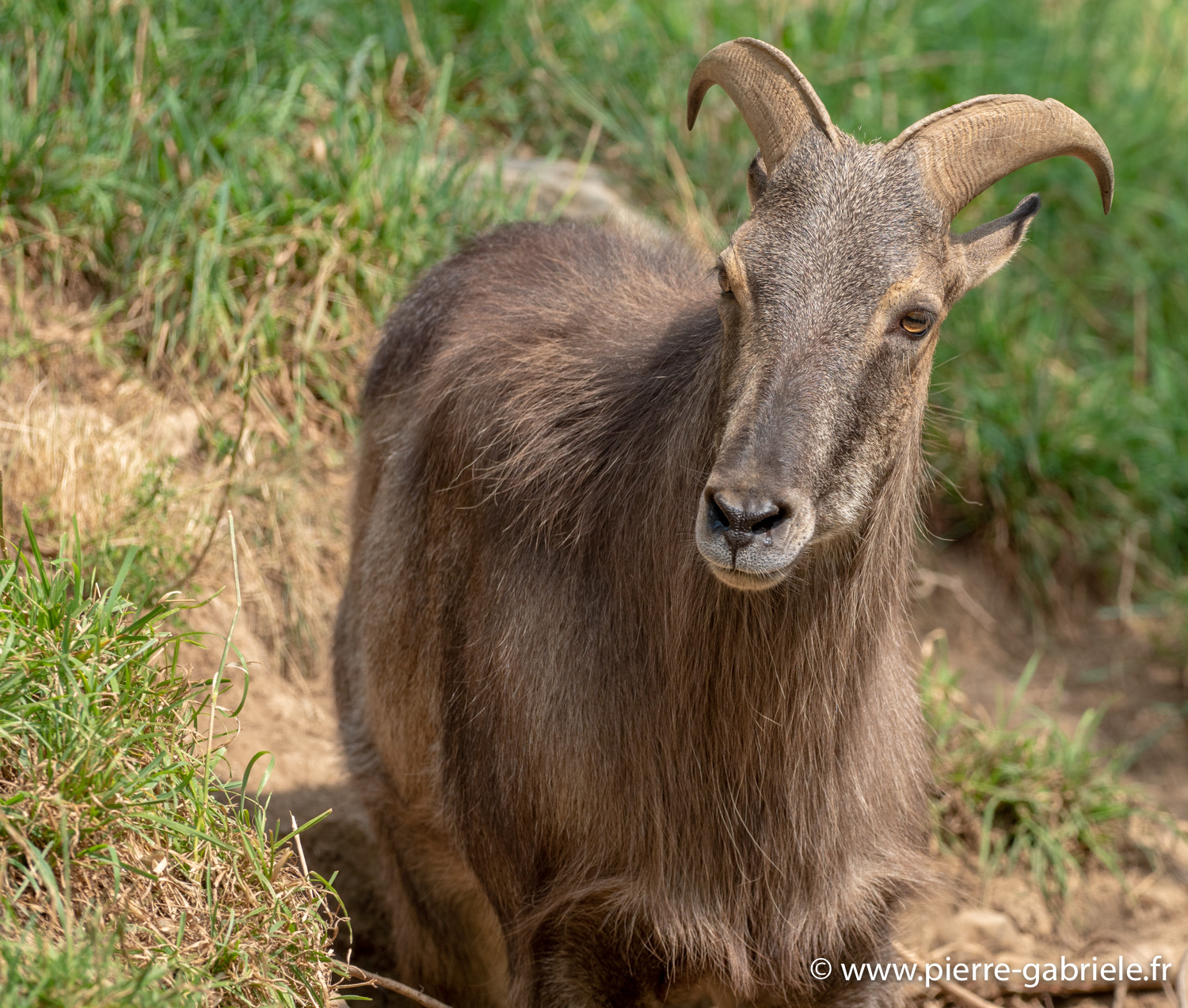 bouquetin-desalpes-g92_5291.jpg
