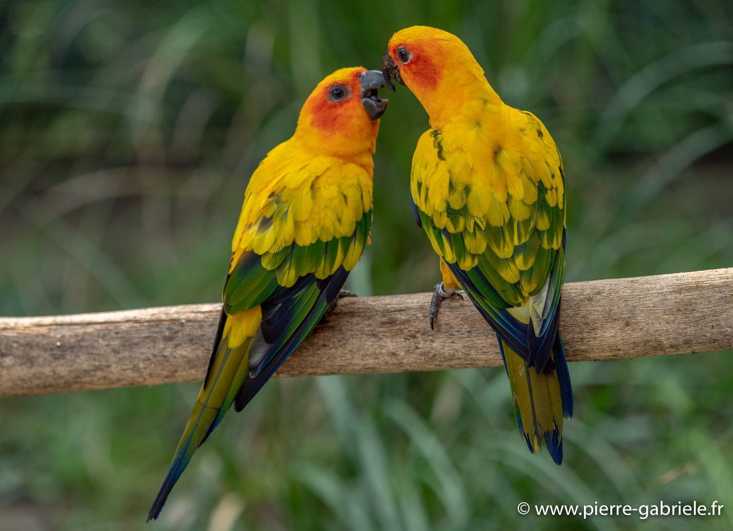 conure-soleil-g91_4081.jpg