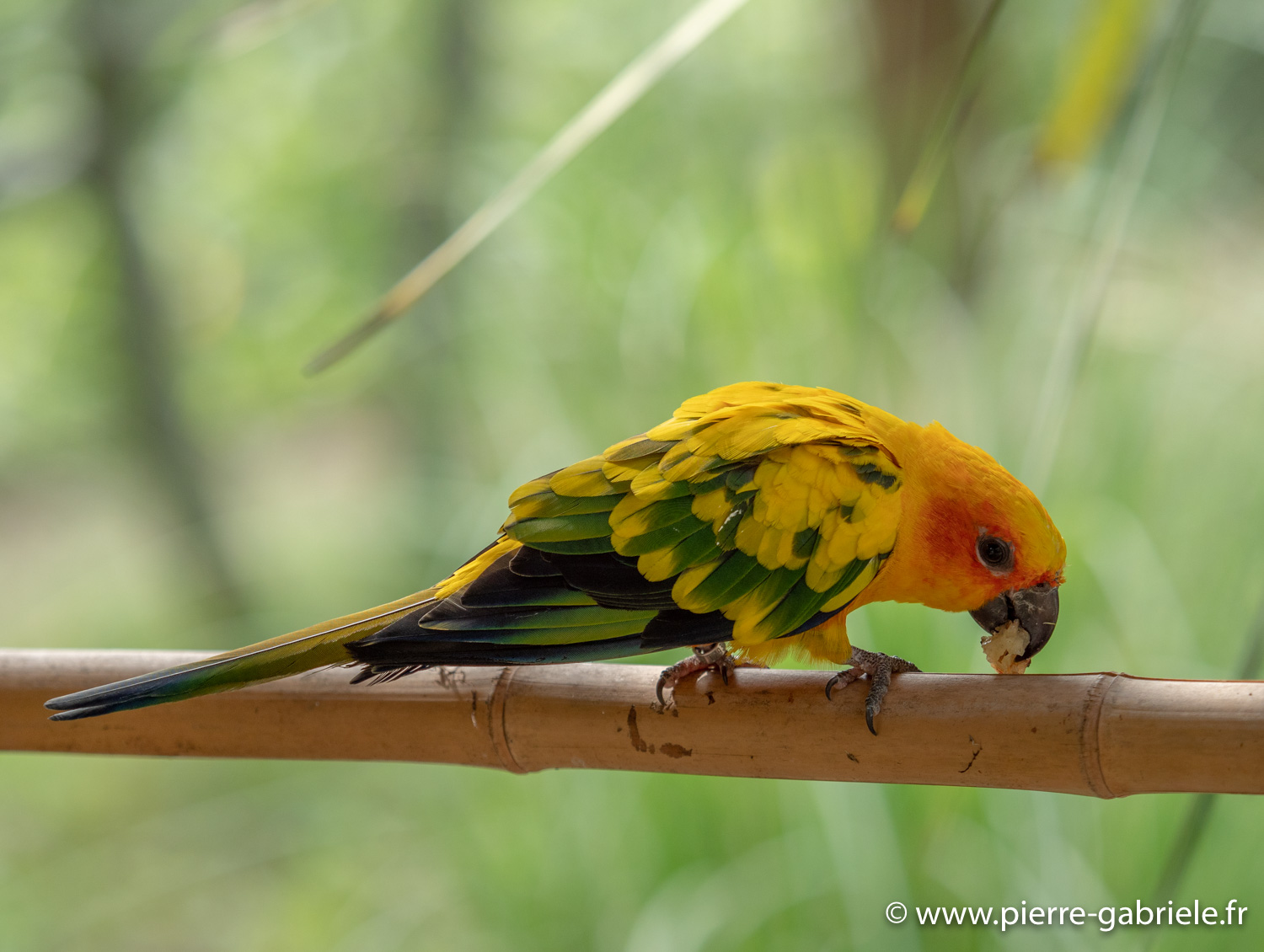 conure-soleil-g91_4082.jpg