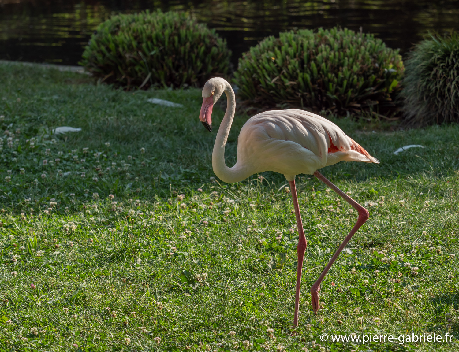 flamant-rose-g91_3978.jpg