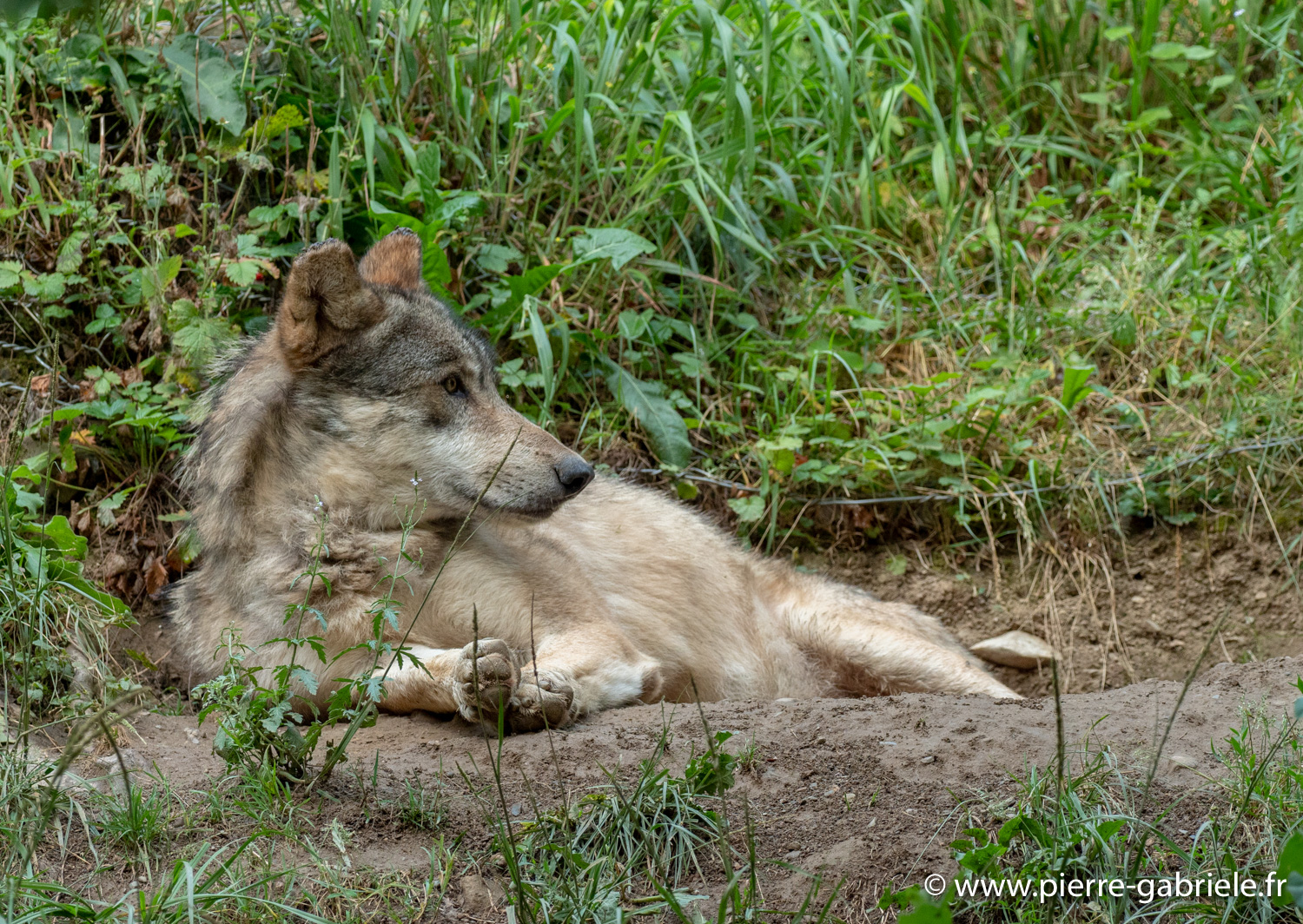 loup-g92_5312.jpg