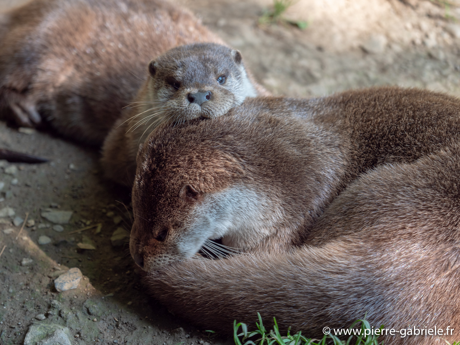 loutre-g91_4010.jpg