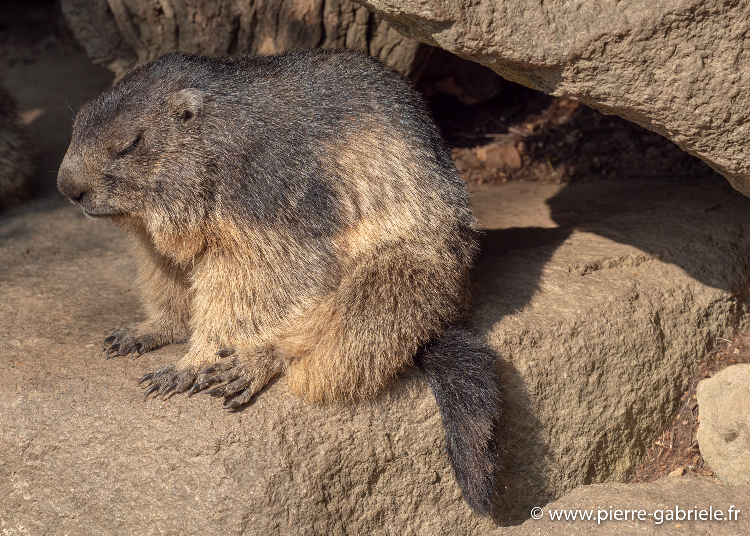 marmotte-g91_4033.jpg