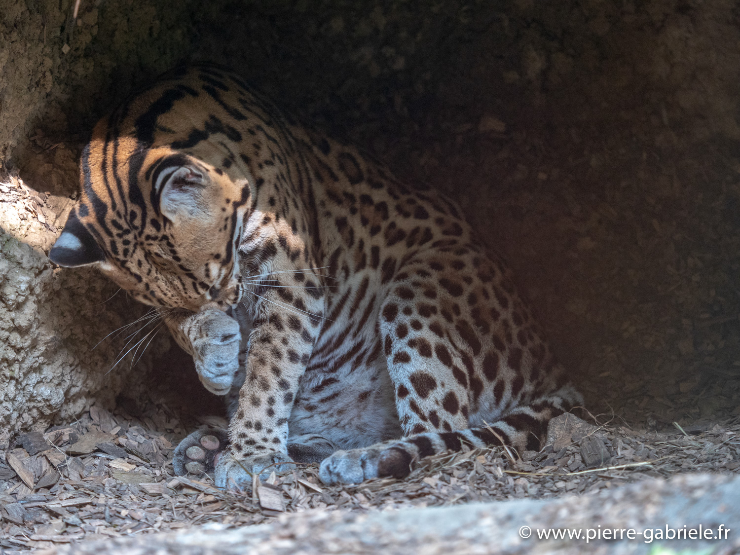 ocelot-g91_4035.jpg