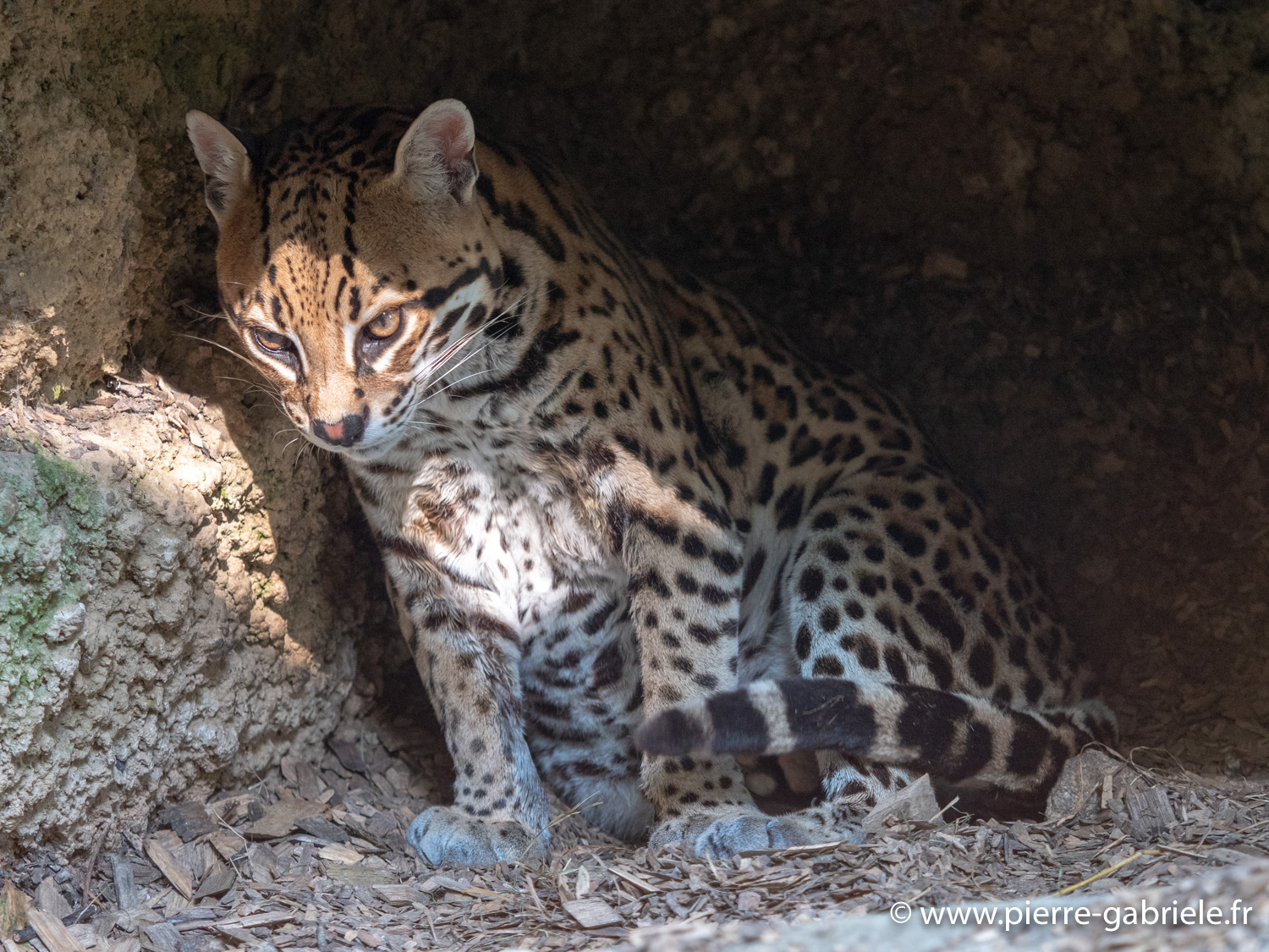 ocelot-g91_4041.jpg
