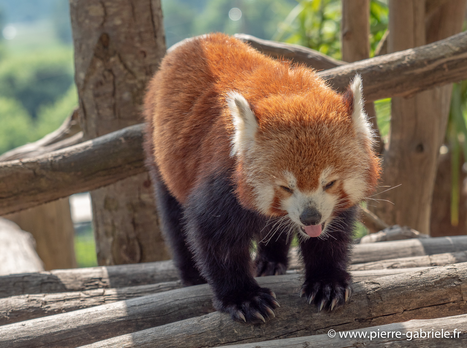 panda-roux-g91_4071.jpg