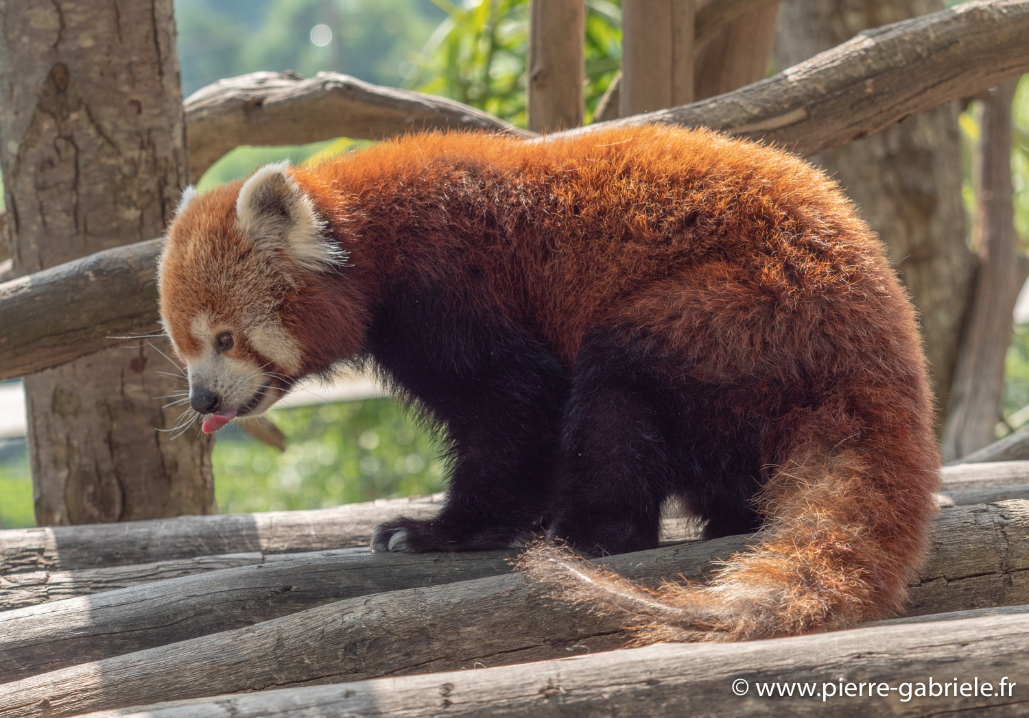 panda-roux-g91_4072.jpg