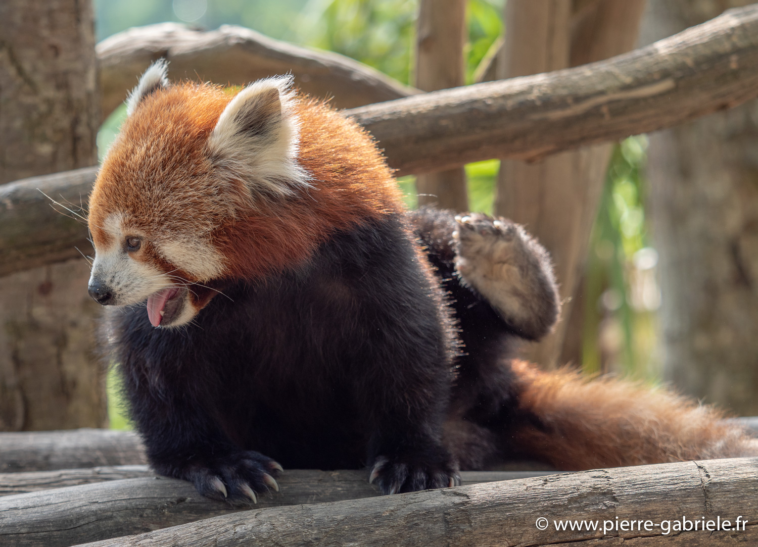panda-roux-g91_4073.jpg