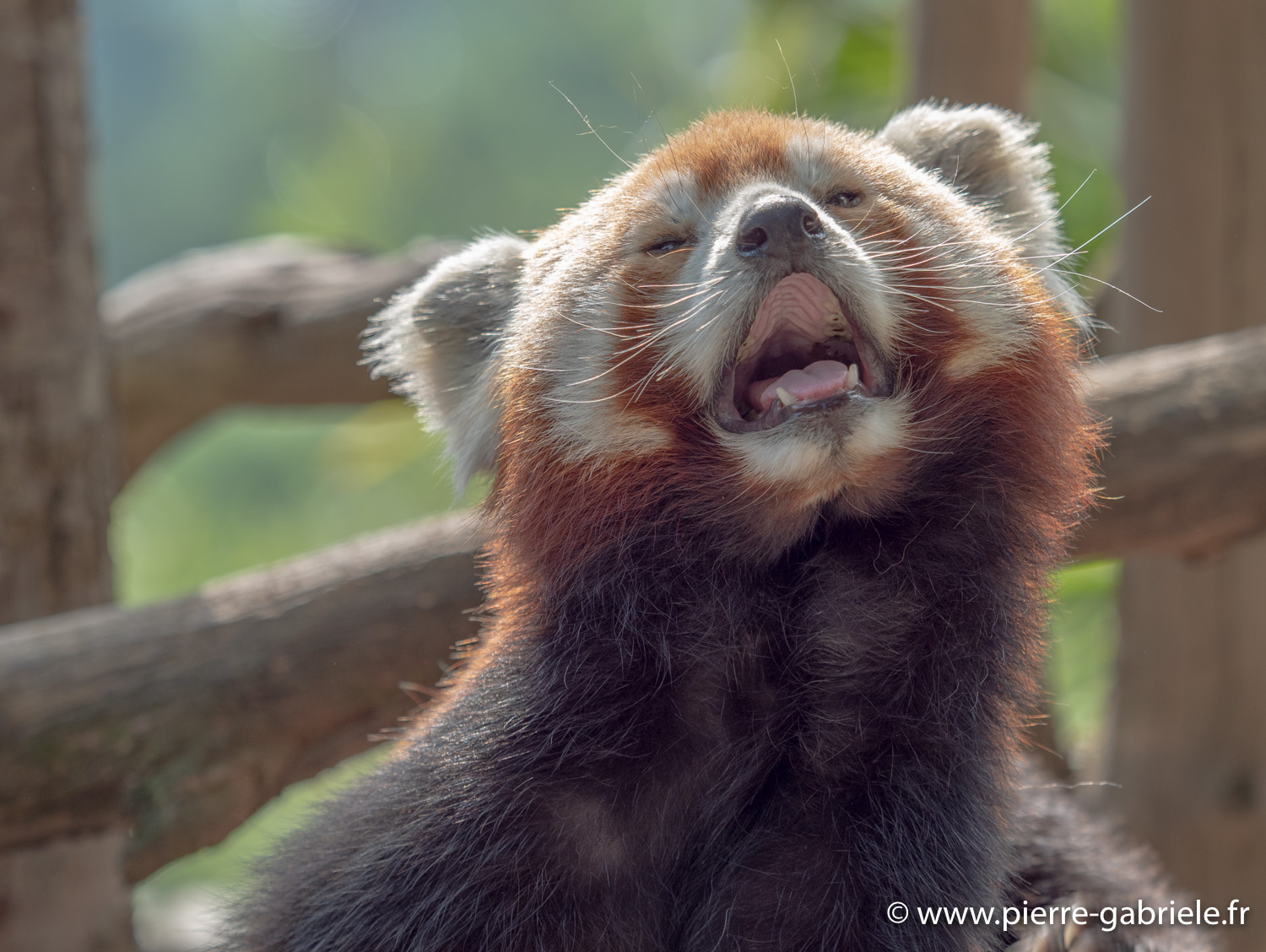 panda-roux-g91_4075.jpg