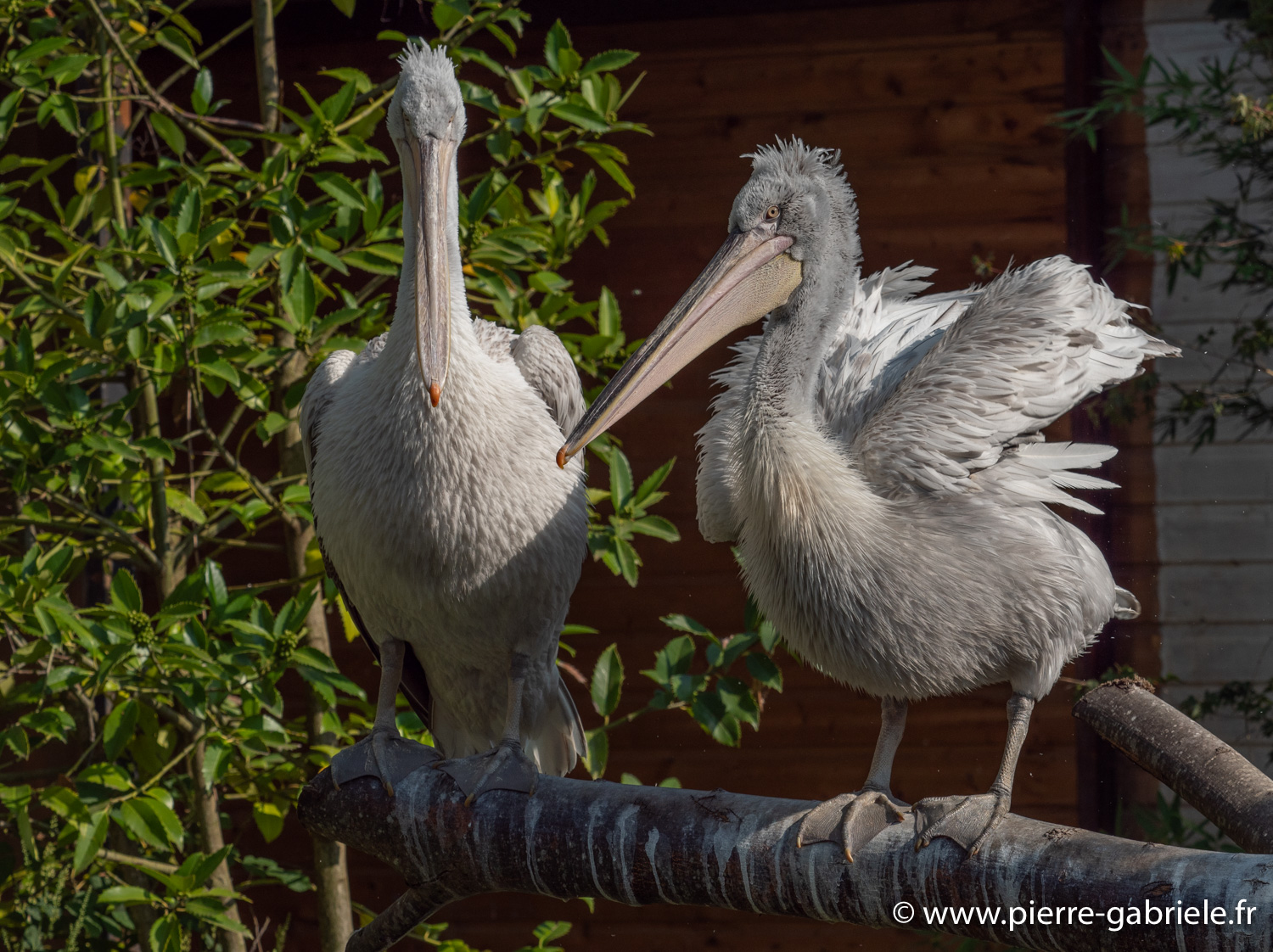 pelican-g91_3980.jpg