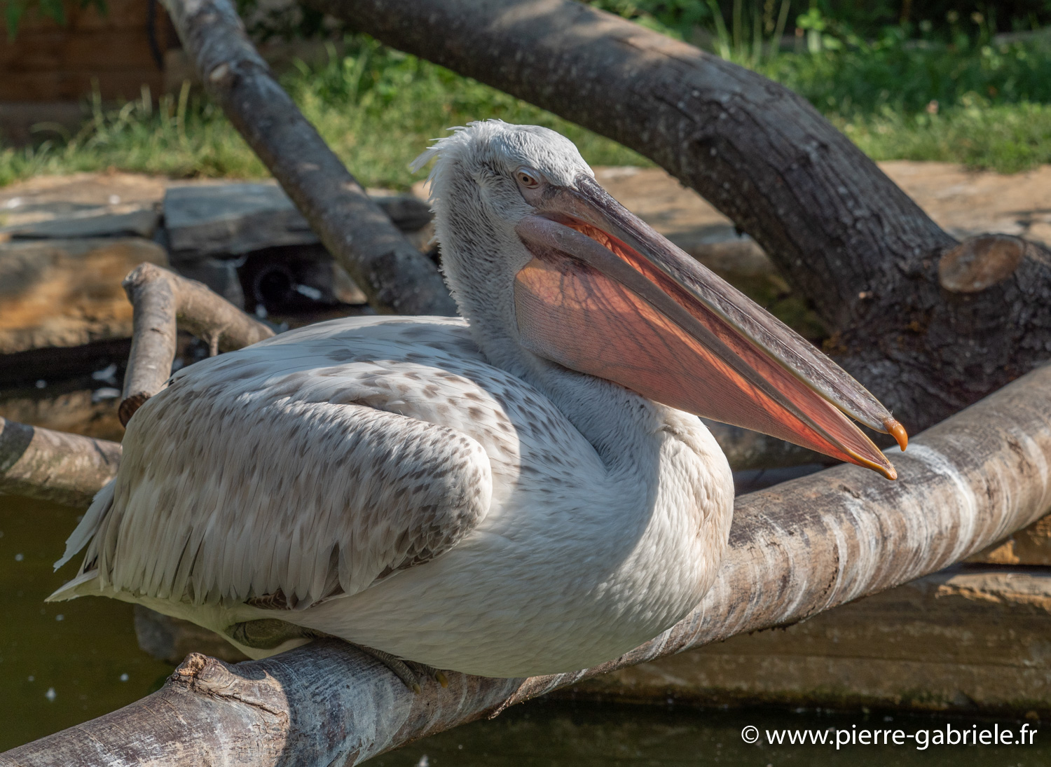 pelican-g91_3982.jpg