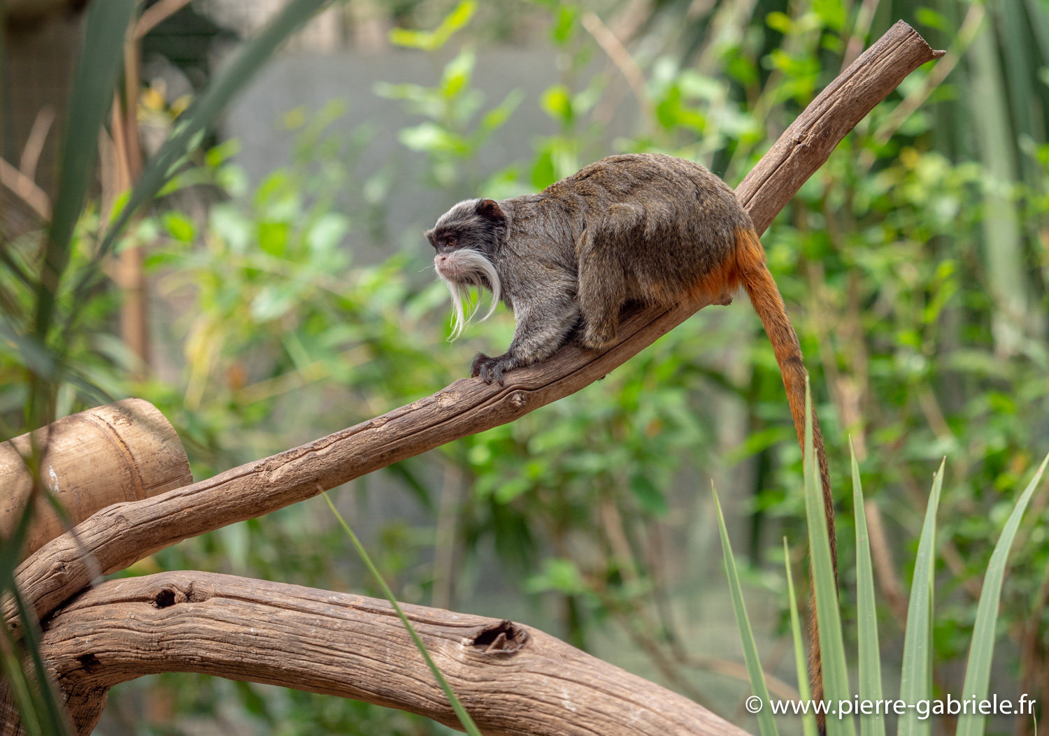 tamarin-empereur-g91_4134.jpg