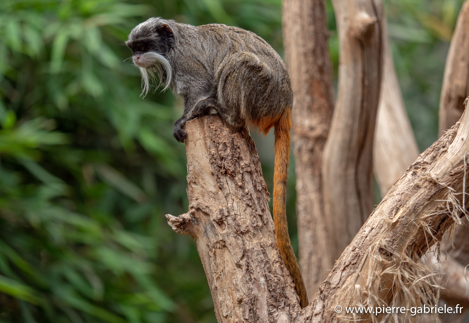 tamarin-empereur-g91_4138.jpg