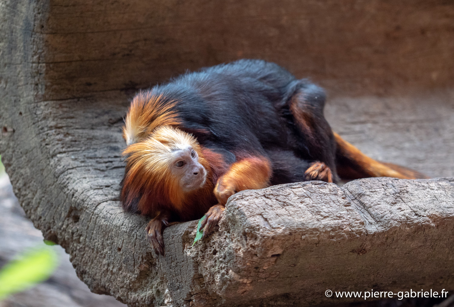 tamarin-lion-g91_4157.jpg