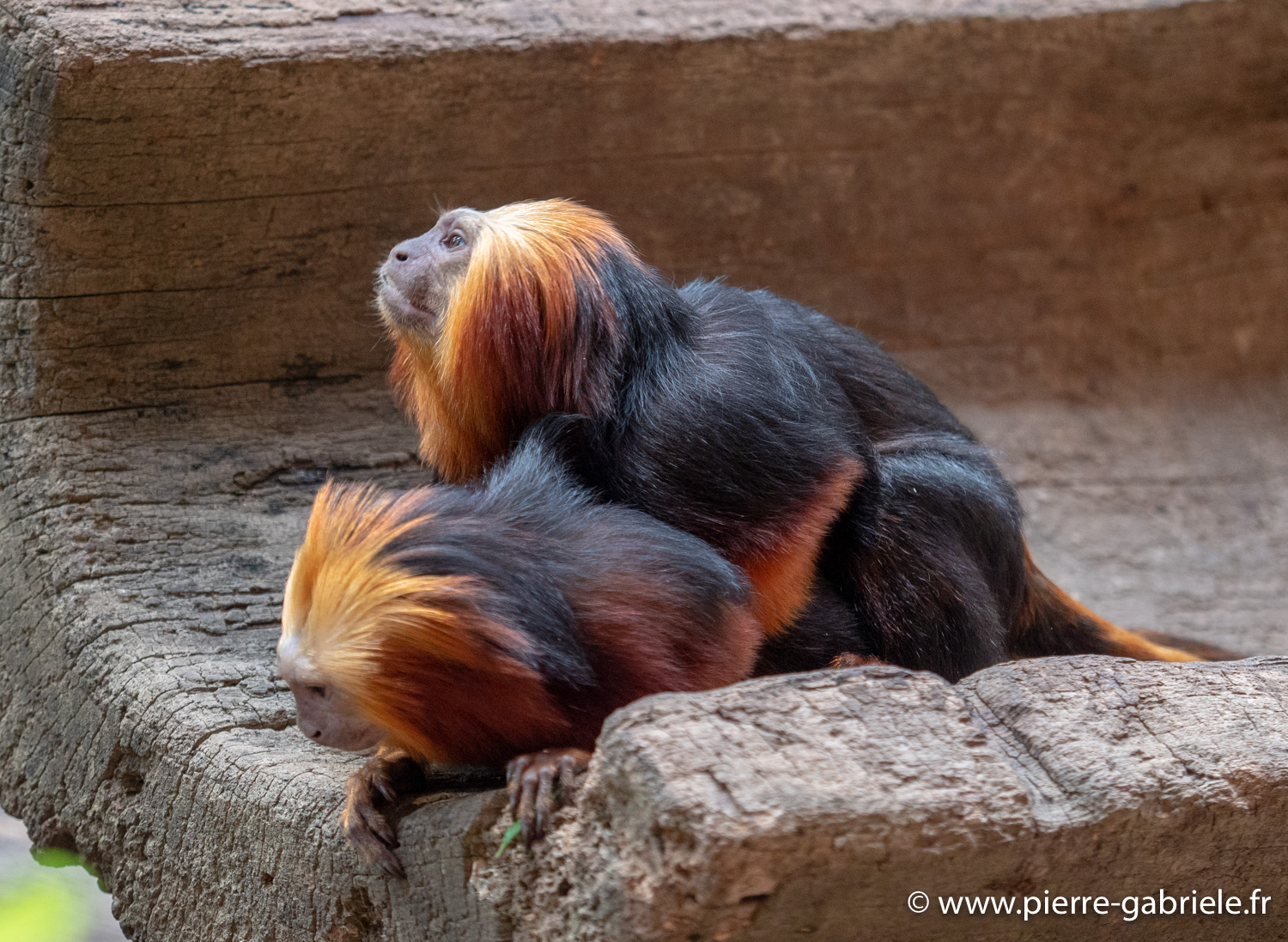 tamarin-lion-g91_4159.jpg