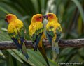 conure-soleil-g91_4079