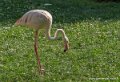 flamant-rose-g91_3979
