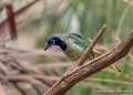 geai-vert-g91_4133