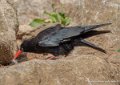 grave-becrouge-g92_5294