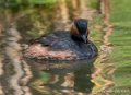 grebe-g91_4020