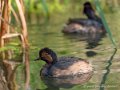 grebe-g91_4021