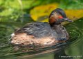grebe-g91_4025