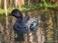 grebe-g91_4026