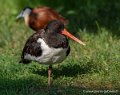 huitrier-pie-g92_5278