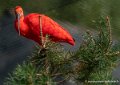 ibis-rouge-g92_5280