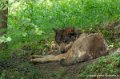 loup-g92_5309