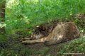 loup-g92_5310