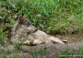 loup-g92_5312