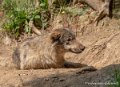loup-g92_5314