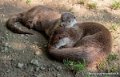 loutre-g91_4009