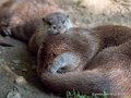 loutre-g91_4010