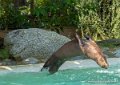 loutre-geante-g91_4115