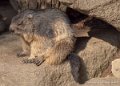 marmotte-g91_4033