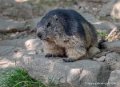 marmotte-g91_4034