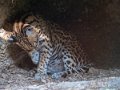 ocelot-g91_4035