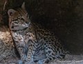 ocelot-g91_4037