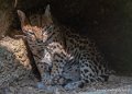 ocelot-g91_4039